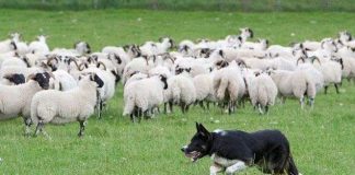 Vòng cổ giúp cừu chống chó sói