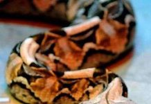 Vật liệu của tương lai lấy cảm hứng từ rắn độc