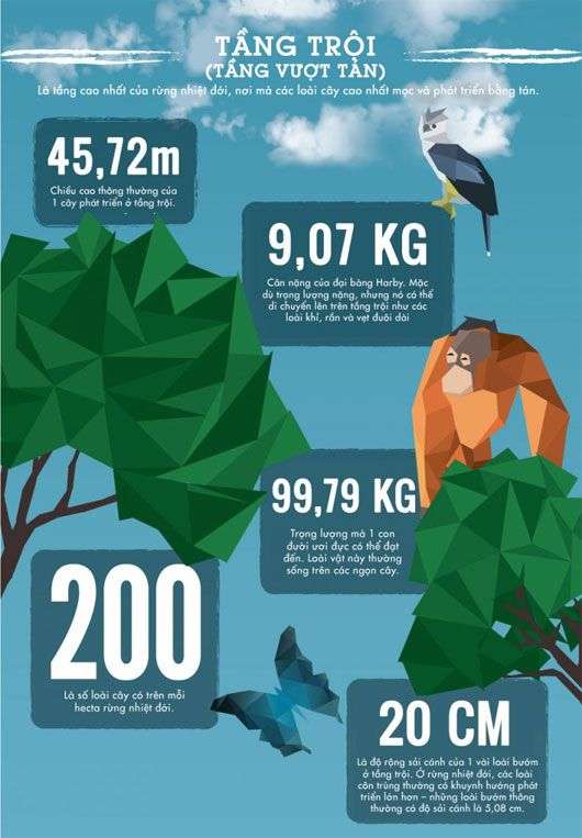 50 sự thật về rừng nhiệt đới