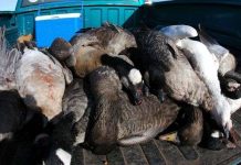 "Cơn mưa" hàng ngàn con ngỗng chết ở Mỹ