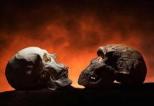 Tại sao người là loài động vật duy nhất có cằm?