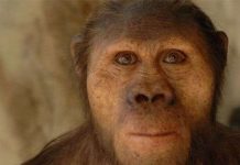 Cận cảnh hình ảnh mô phỏng con người thời nguyên thủy