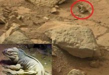 Phát hiện kỳ đà hóa thạch trên sao Hỏa?