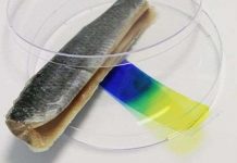 Công cụ phát hiện thịt ôi