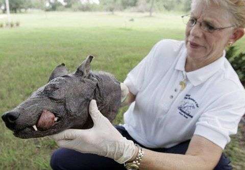 Sự thật về quỷ hút máu Chupacabra