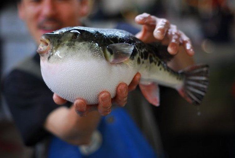 Hành trình gian nan để các bếp trưởng Nhật Bản được phép chế biến cá nóc