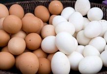 Vì sao trứng gà có hai màu và lý do thật bất ngờ