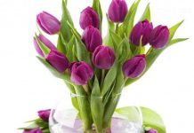 Truyền thuyết và ý nghĩa của hoa Tulip