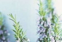 Bí quyết của văn hào Shakespeare được khoa học chứng minh