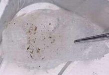 Phát hiện vi khuẩn trong băng có thể chứng minh trên sao Hỏa có sự sống