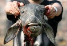 Những lễ hội giết dê rùng rợn trên thế giới