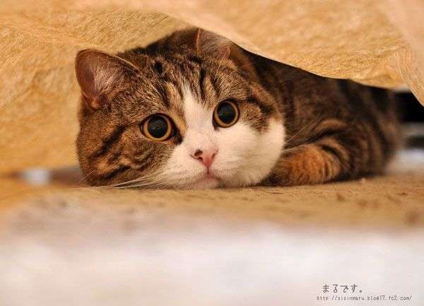 9 sự thật “gây sock” dành riêng cho người yêu mèo