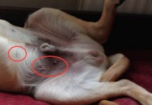 Tại sao ngực của nam giới cũng có... núm?