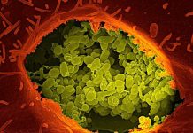 NASA sẽ bảo vệ Trái Đất khỏi dịch bệnh “ngoài hành tinh” như thế nào?