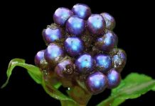 Nhuộm màu không phai Nhuộm màu không phai