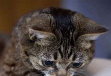 Thủ thuật khoa học giúp não bộ "học tốt, nhớ lâu"