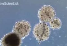 Nội tạng tí hon làm từ công nghệ in 3D