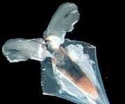 Sinh vật lạ dưới lòng Tam giác Bermuda