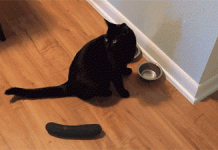 Lý giải hiện tượng mèo sợ... dưa chuột đang gây sốt