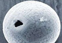 Tìm thấy bụi không gian “già” nhất trên trái đất Tìm thấy bụi không gian “già” nhất trên trái đất