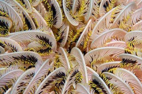 Những sinh vật kỳ lạ dưới đáy biển Indonesia