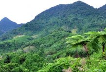 "Người rừng mới" 20 năm sống đơn độc giữa rừng sâu