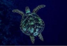 Các nhà khoa học “điều tra dân số” đại dương như thế nào? Các nhà khoa học “điều tra dân số” đại dương như thế nào?