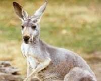 Chiếc túi của kangaroo dùng để làm gì?