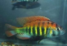 Loài cá mới xuất hiện tùy theo cách con cái chọn con đực