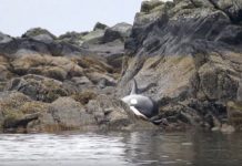 Cá voi khóc vì mắc cạn, hành động của người dân khiến ai nấy đều khâm phục Cá voi khóc vì mắc cạn, hành động của người dân khiến ai nấy đều khâm phục