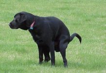 Có những người đang kiếm được hàng triệu đô từ... "chất thải của chó"