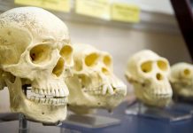 Chúng ta vốn được “lập trình” để… tự giới hạn tuổi thọ của chính mình, và đó hóa ra lại là một điều tốt