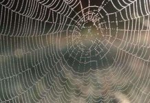 Sự thật về cách di chuyển của loài nhện trên mạng nhện