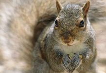 Ngừa thai cho sóc