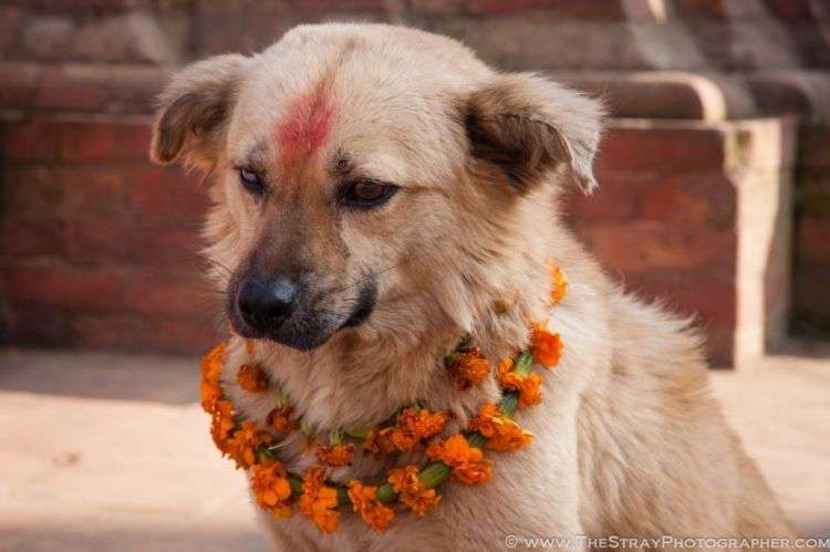 Lễ hội cảm ơn chó ở Nepal
