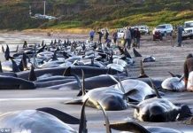 Hàng trăm cá voi chết tại New Zealand