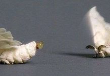 Tìm sự tồn tại của mùi hương "tình yêu đích thực"