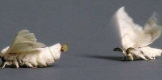 Tìm sự tồn tại của mùi hương "tình yêu đích thực"