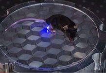 Điều khiển động vật thí nghiệm theo ý muốn chỉ bằng sóng radio cùng ánh sáng nay đã trở thành hiện thực