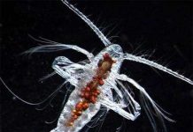 Bí ẩn bên dưới đại dương