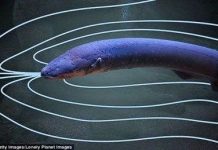 Giải mã cơ chế phóng điện giết con mồi của thủy quái Amazon