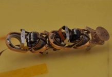 Robot dạng mắt xích có thể tự thay đổi hình dạng