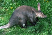 Bí ẩn loài lợn quái dị nhất hành tinh