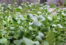 Máy làm giá đỗ - Sự lựa chọn mới cho bà nội trợ