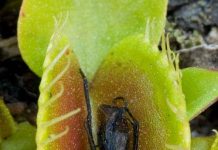 Robot bắt côn trùng