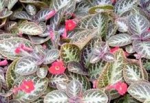 Thực vật phát hiện khủng bố