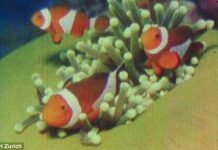 Kỷ lục bức ảnh in màu nhỏ nhất thế giới