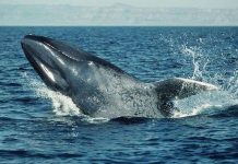 Dùng công nghệ quân sự theo dõi cá voi xanh