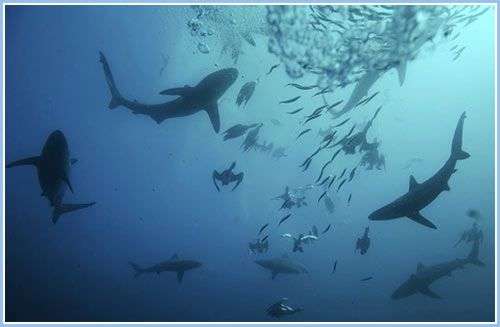 Ngoạn mục cảnh cá mập, cá heo và chim biển săn đàn cá mòi