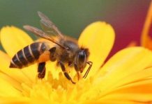 Dùng nọc ong phát hiện chất nổ